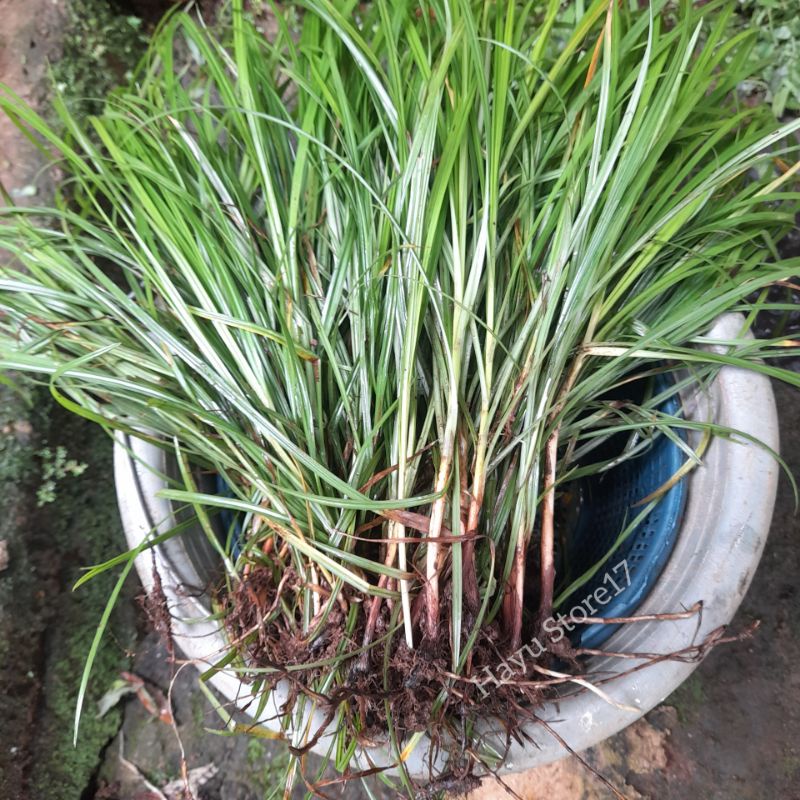 

Rumput teki / Umbi teki / Rumput herbal berkhasiat