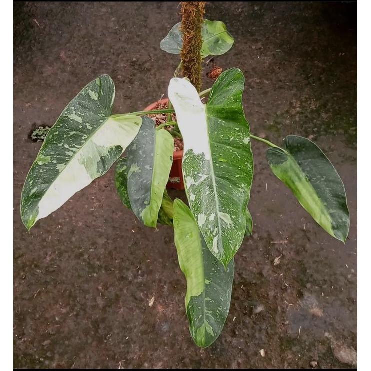 tanaman hias philodendron jose buono varigata
