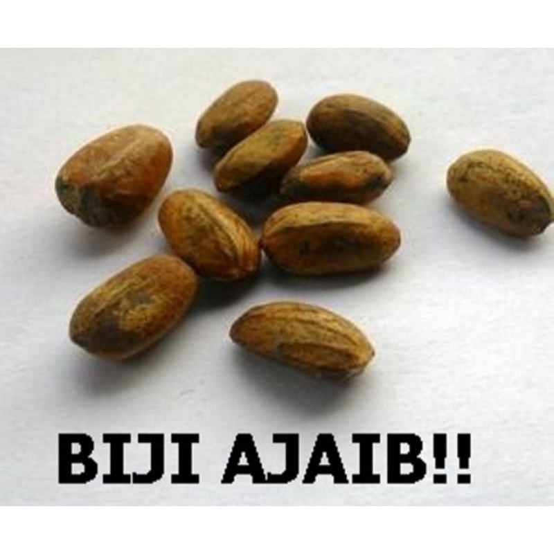 Biji Polokyo 10  biji diet alami herbal diet biji Polokyo pelangsing alami herbal pelangsing alami