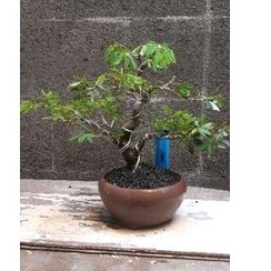 Bonsai Mame Kaliandra