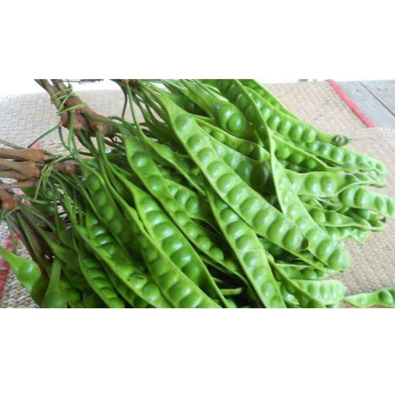 

ㆅ paket 10 papan pete segar / 1 ikat GREAT SALES 2491 ◉