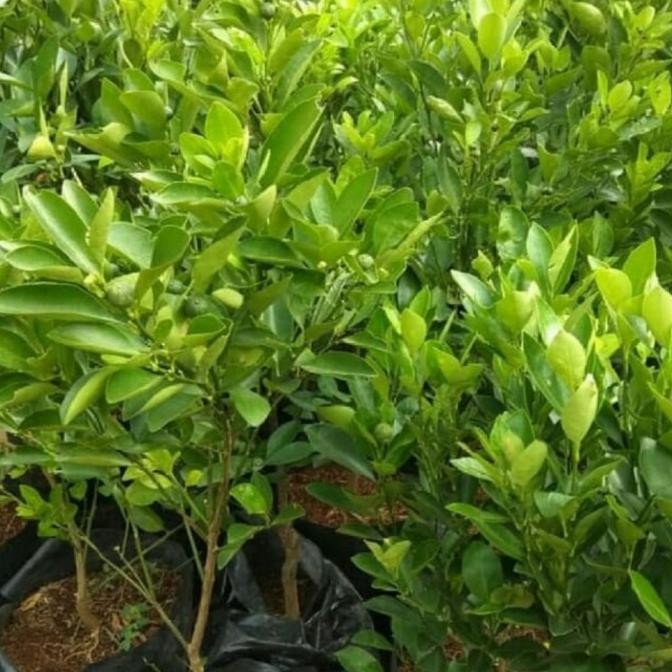joss Tanaman Jeruk Sambel / Bibit Jeruk Limau / Jeruk Limau / Tanaman UNGGULAN