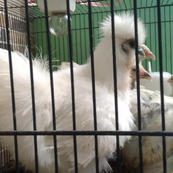 ayam american silkie Original