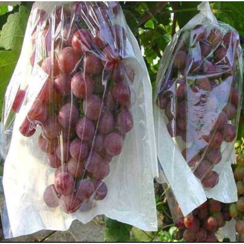 Fruit Cover Transparan L 34 x 25 cn