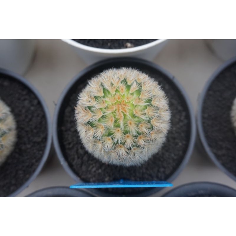 Kaktus sekulen Mammillaria Carmenae