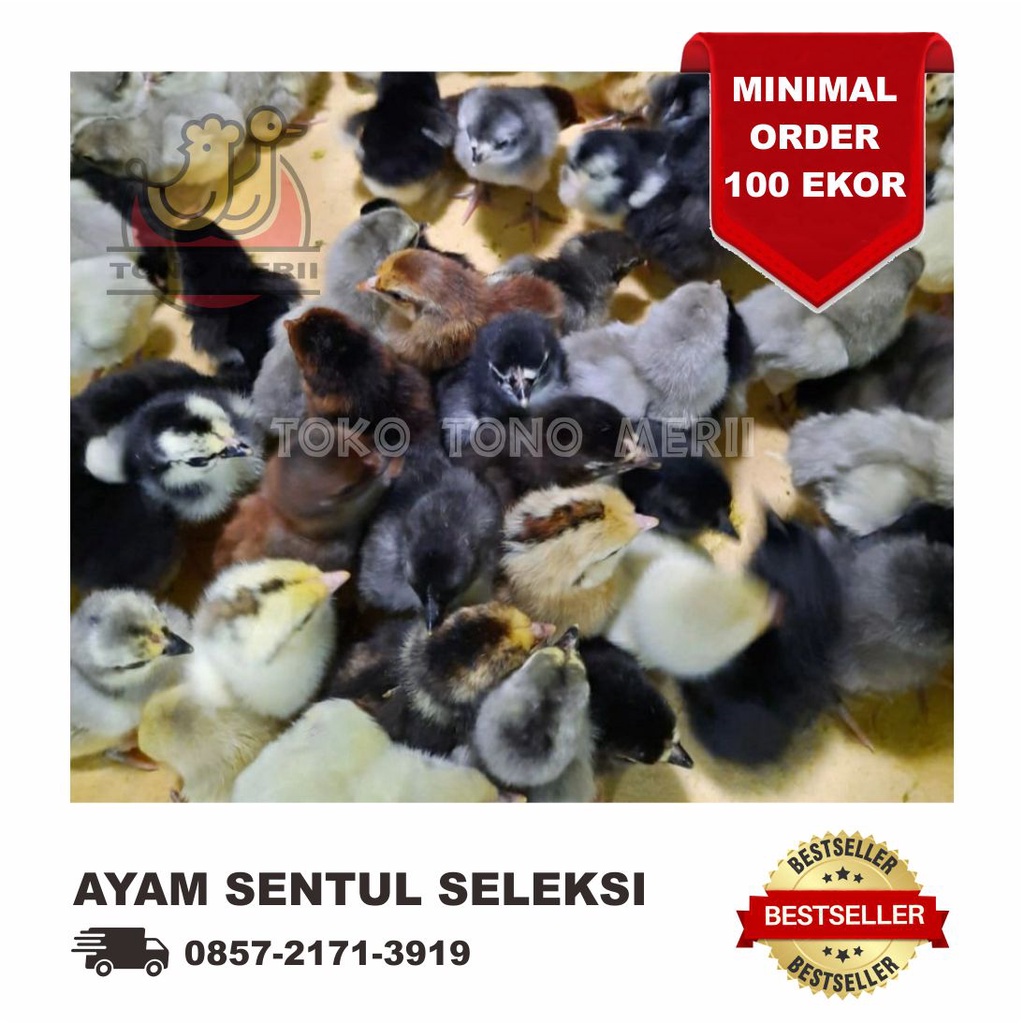 DOC Anak Ayam Sensi (Sentul Seleksi) - Isi 102 Ekor