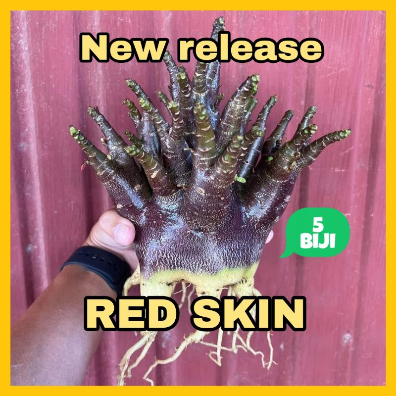 Benih Biji Adenium Arabikum Hibrid RED SKIN Varian Terbaru Godji