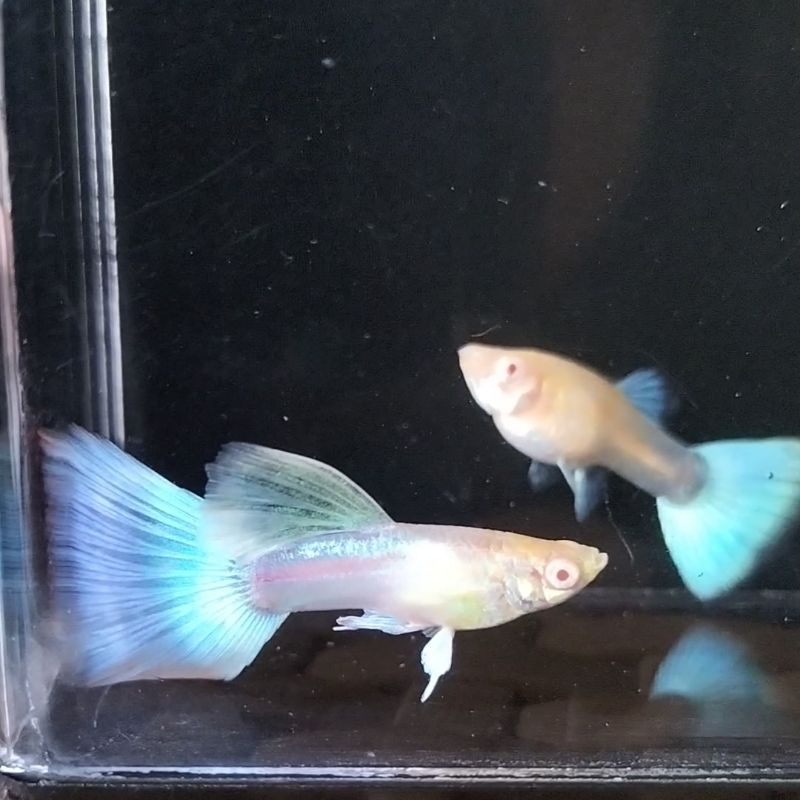 Guppy Albino Sky Blue / Topaz / Albino Blue Sky Grade A