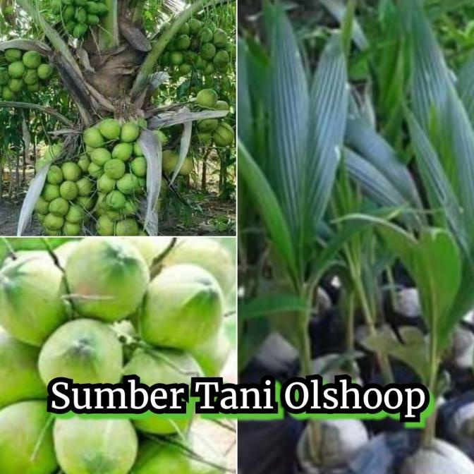 Bibit Tanaman kelapa ijo hibrida pohon kelapa ijo obat hibrida