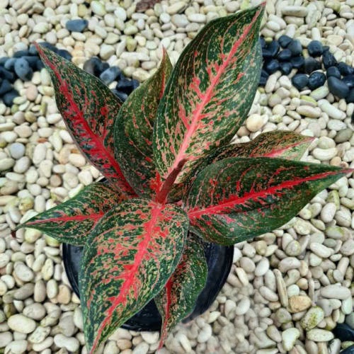 Aglonema Tiara Dewasa Besar / Aglo Tiara Super Rimbun