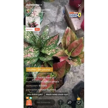 aglonema rumpunan