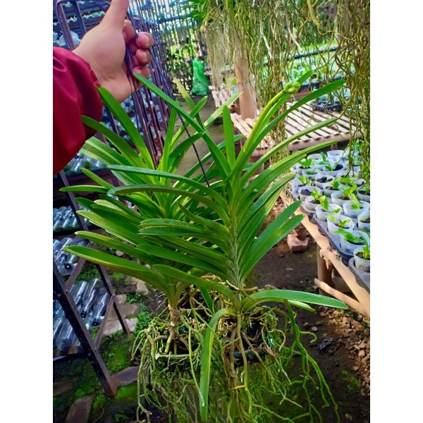anggrek vanda dewasa spike/knop