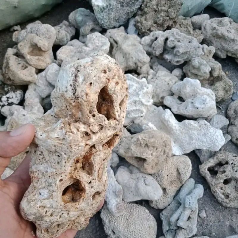 ⭐⭐⭐⭐⭐ batu fosil hiasan aguarium