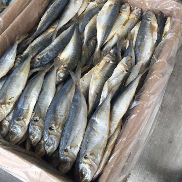 

ID4k4Jy--Ikan Asin Peda Putih SUPER 250gr / pepes peda