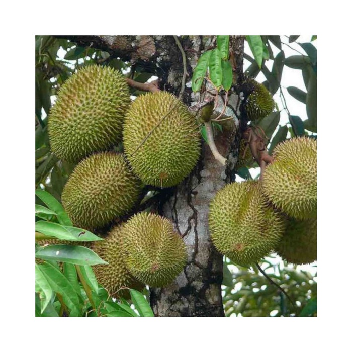 Paling Laris Pupuk Fortune Cair Pupuk Durian Pupuk Durian Cepat Besar Dan Berbuah &f;