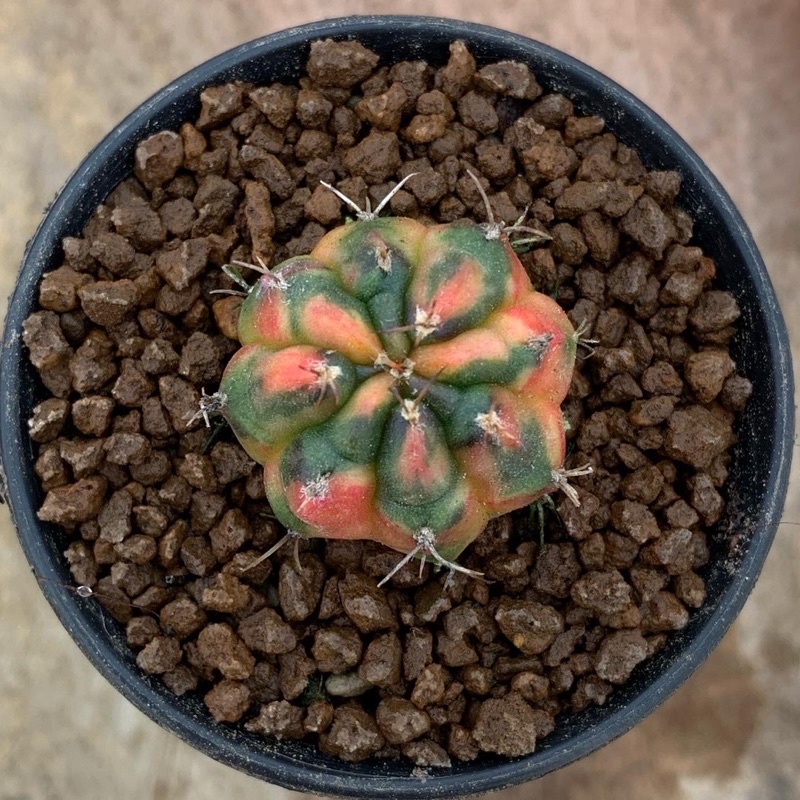 booked lelang glori taiwan clone dan black bone