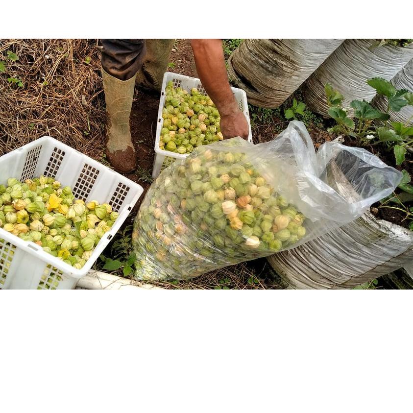 

BISA COD ✔️Ciplukan Murah 1kg -Cecenet - Golden berry From Bandung|KD8