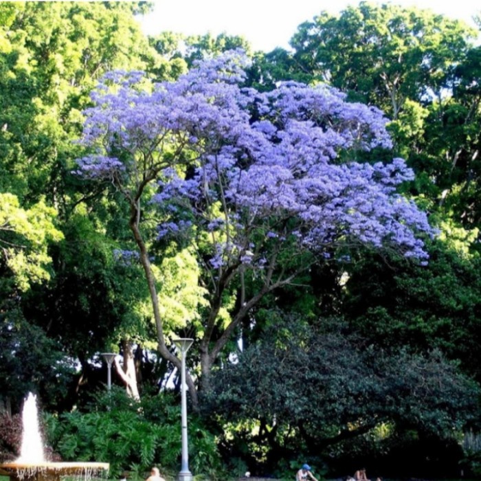 POHON CAKARANDA TINGGI 3 METER