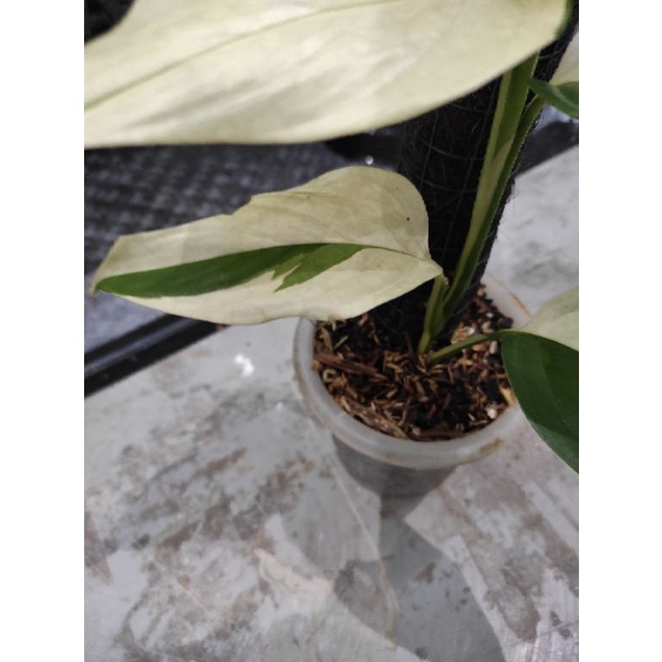 Scindapsus Longispitatus Variegata