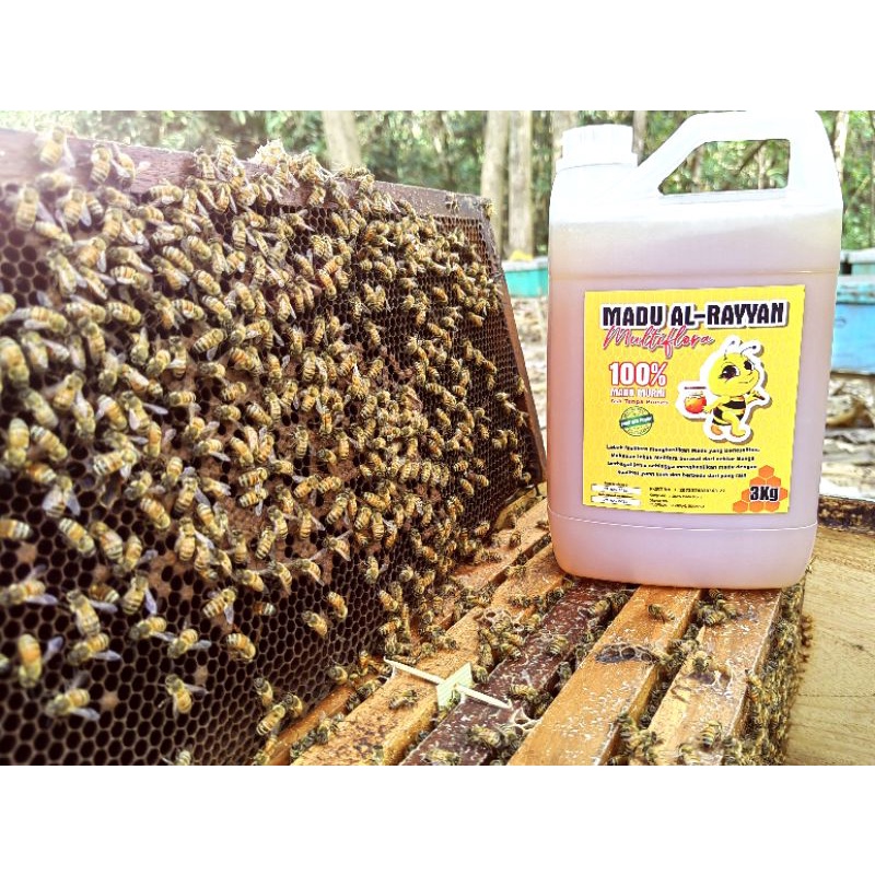 Madu Murni Raw honey 3kg | Madu Asli Madu Al-Rayyan