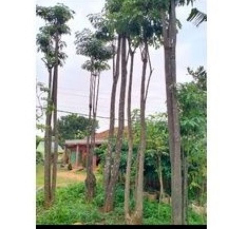 pohon pulle tinggi 3meter