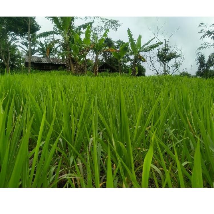 Jual Baru Launching Bibit Rumput Odot Batang Kg Stek Odot