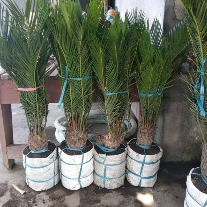 bibit sikas mawar  besar