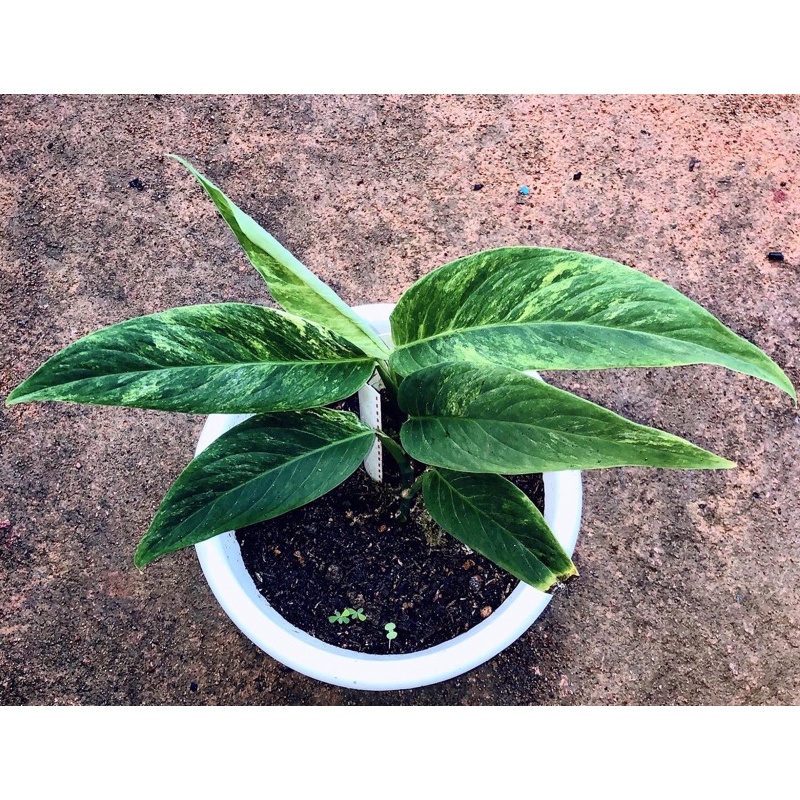 Tanaman Anadenrum Variegata Rawatan varigata endemik borneo Aroid langka