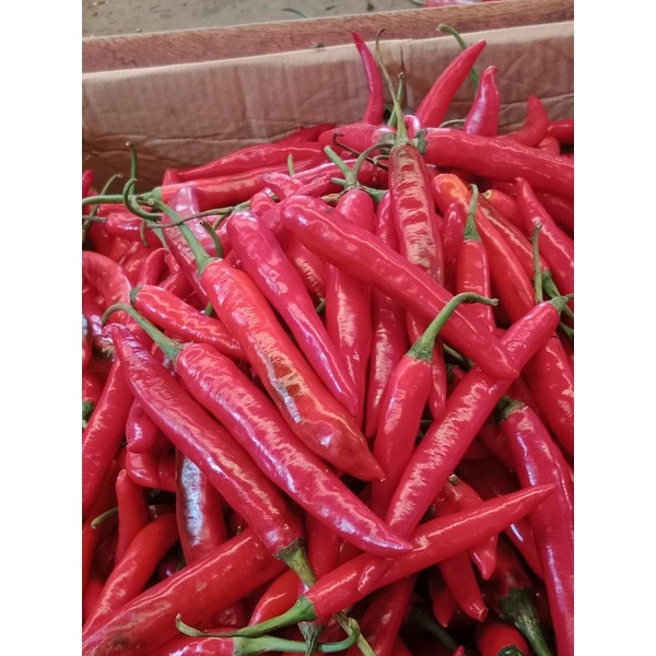 CABAI MERAH BESAR TW 1KG