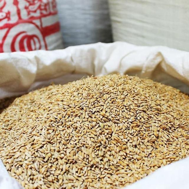 >*>*>*>*] Jual Gabah Padi Uk.Kecil (Burung dan Ayam). Berat 500 gram.