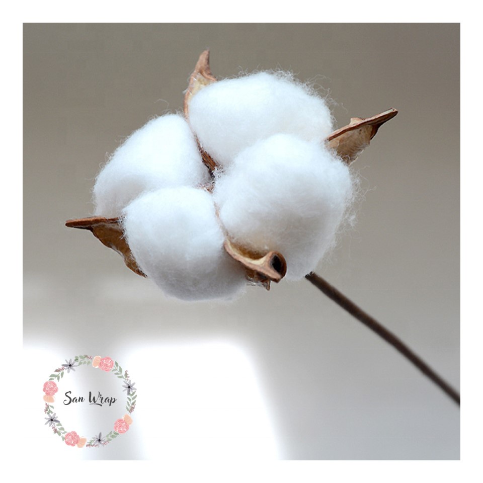 (10 Tangkai) Dried Cotton Bunga Kapas Kering Flower Florist Supply Dekorasi Pernikahan Buket Diameter 4,5-6 CM