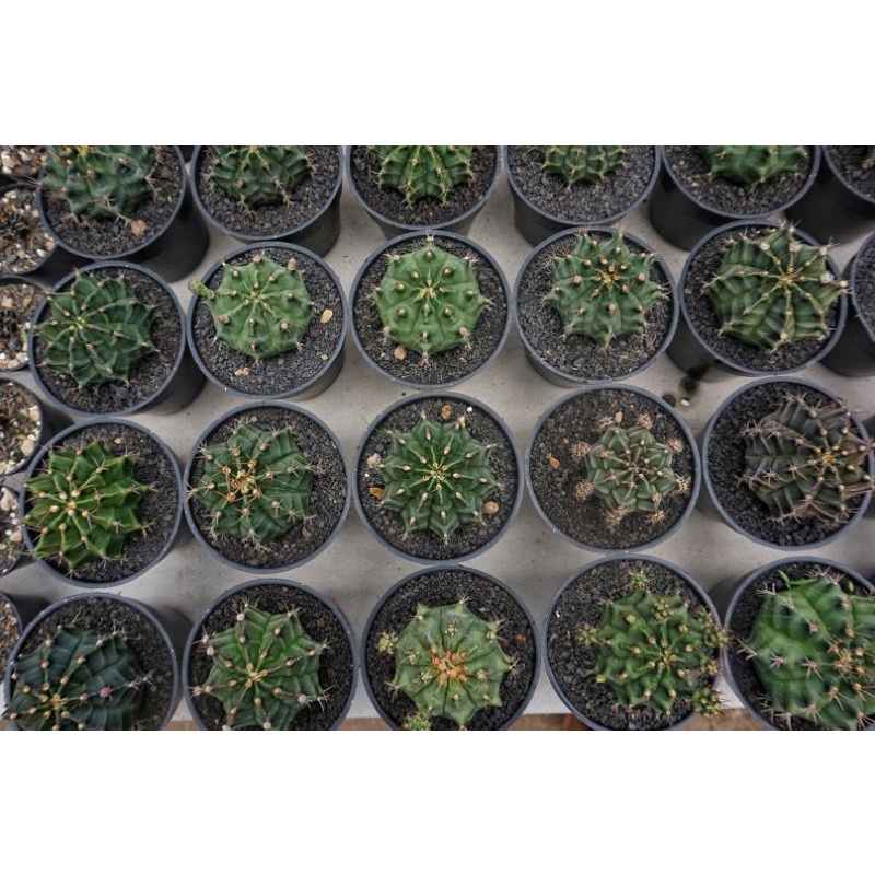 Kaktus Gymno Miha Hybrid