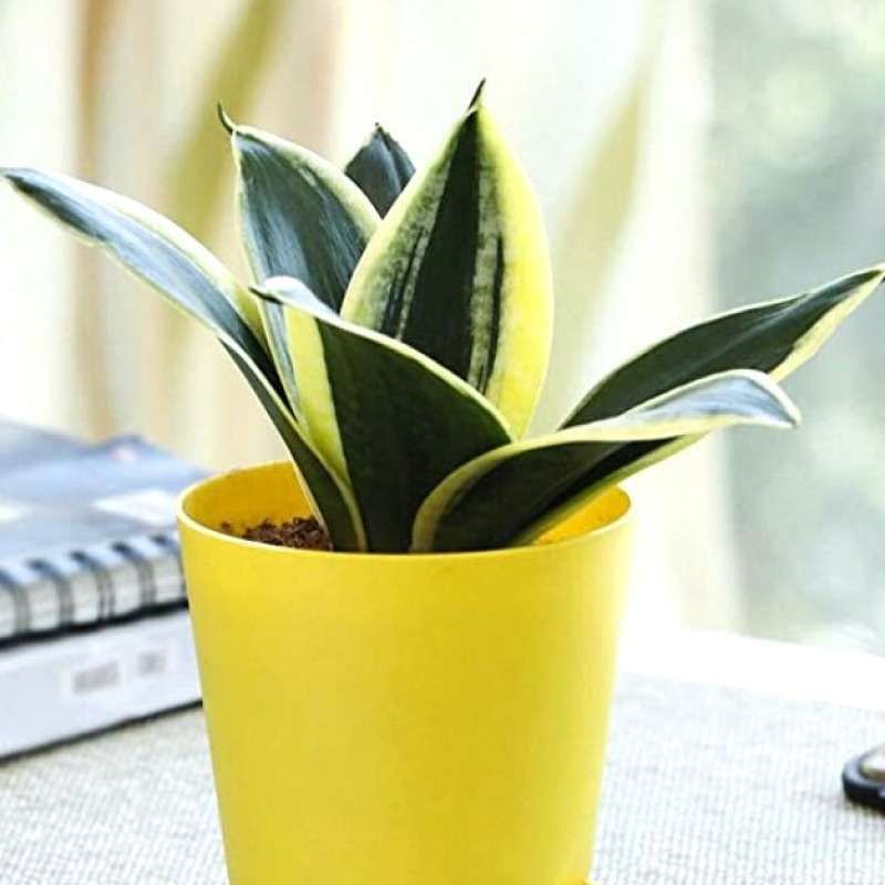 Sansivera Pagoda / Sensivera Pagoda/ Lidah Mertua Mini