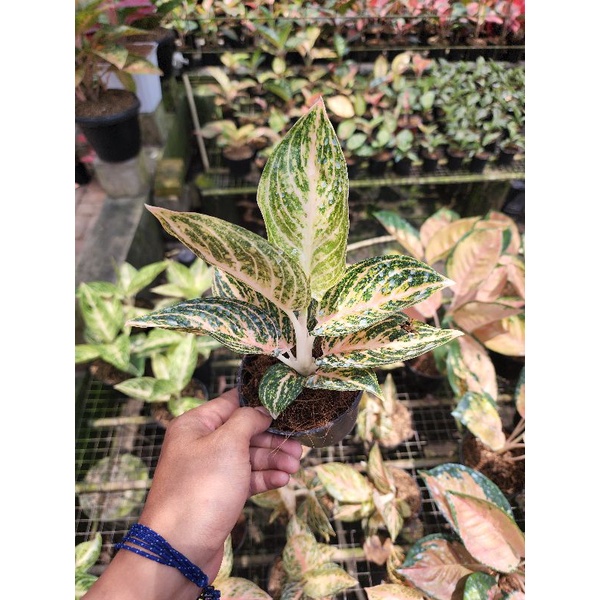 AGLONEMA WIDURI ORANGE