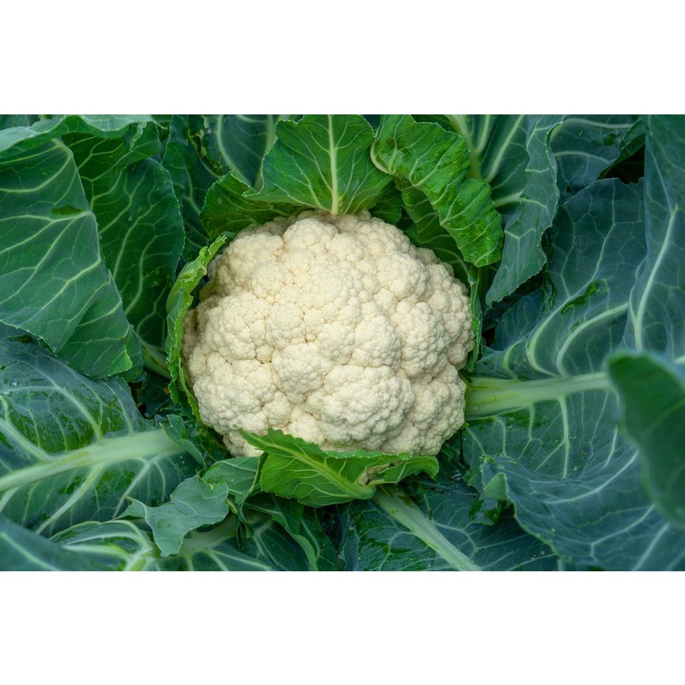 Benih Bibit Biji - Bunga Kembang Kol Cauliflower Bunga Kol Putih Hibrida Seeds - Varietas Tahan Panas dan Lembab - Panen Dalam 45 Hari