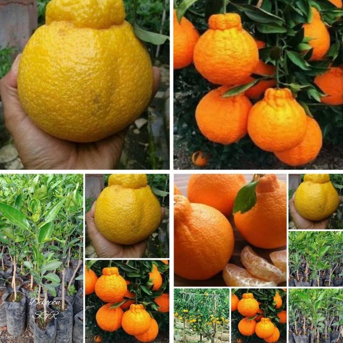 joss Bibit Tanaman jeruk Dekopon unggul hsl okulasi cpt Berbuah. viral