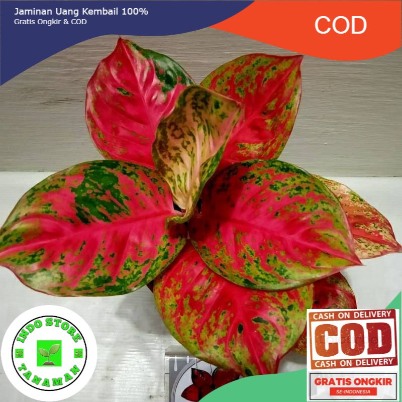 tanaman hias aglonema wulandari baby/anakan (COD)