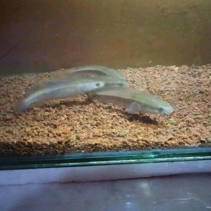 auranti baby 4_5 cm lincah spesial full  pelet  [BJN.18Oc22т]