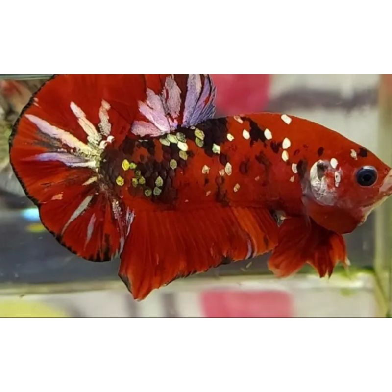 cupang red koi cooper gold
