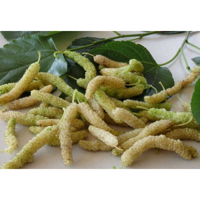 bibit long white murbei/white shahtoot