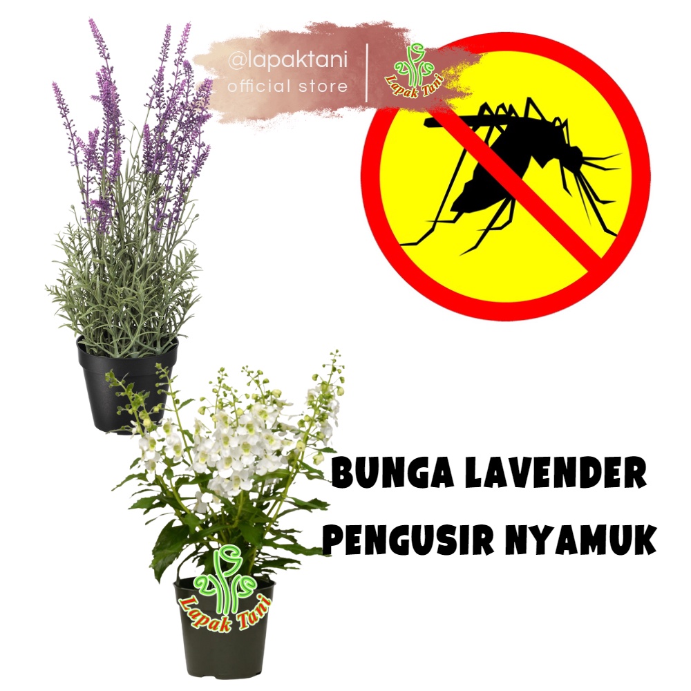 Jual Bunga Lavender Angelonia Asli Pengusir Nyamuk Tanaman Hias