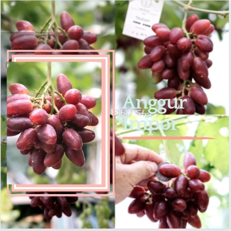 Bibit Tanaman Buah Anggur Impor Red Taldun