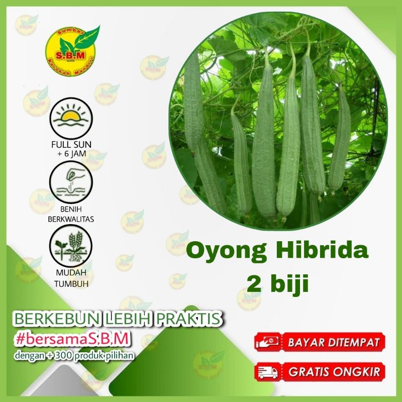 Jual 2 Benih Oyong Hibrida F1 Grandia Sayuran Rambat Gambas Unggul Bibit Tanaman Sayur