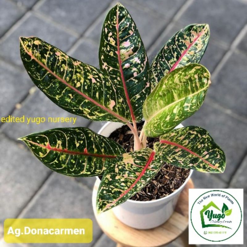 Tanaman Hias Aglonema Donacarmen Aglo Donakarmen Rimbun