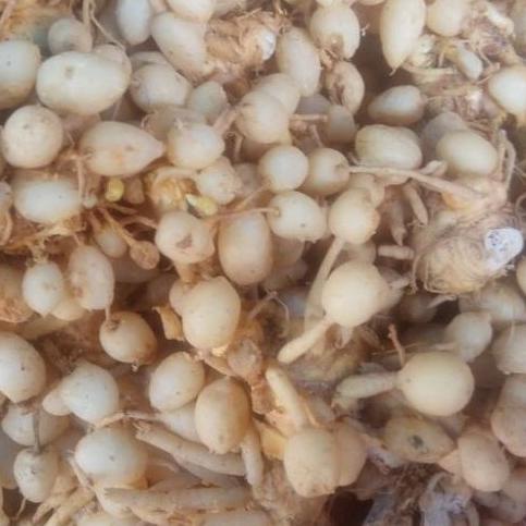 

Banyak dicari--1kg 1kilo 1000gr Kunyit Putih/kunir putih segar/buah/asli