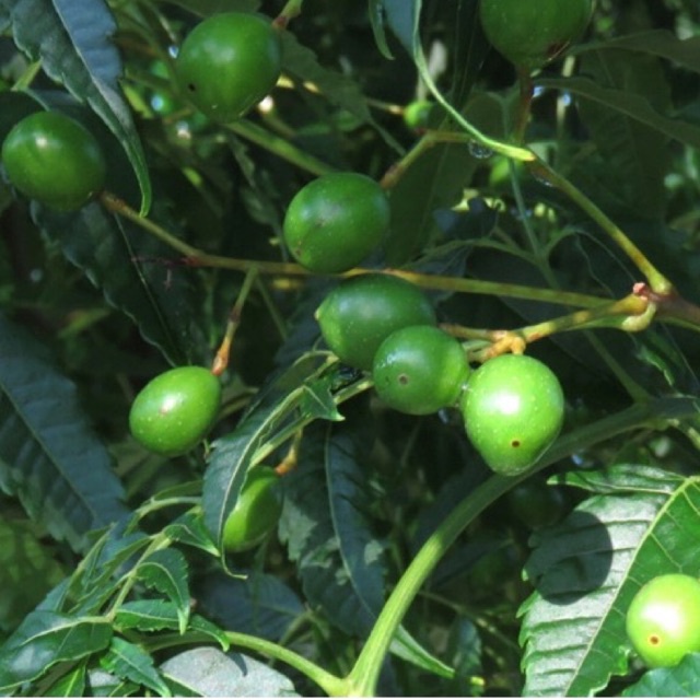 

buah mindi mimba segar 250gr