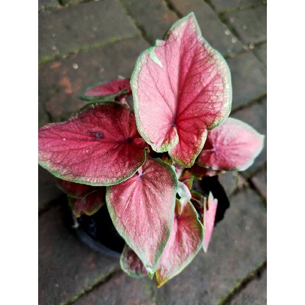 Caladium red jaguar