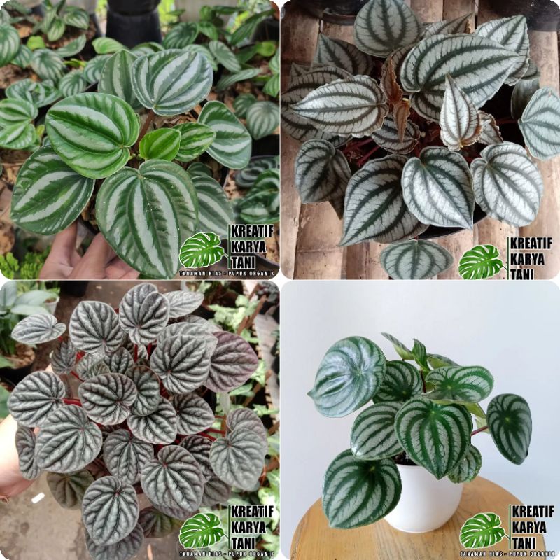 Tanaman hias peperomia - Peperomia water melon - Peperomia black - Peperomia Varigata