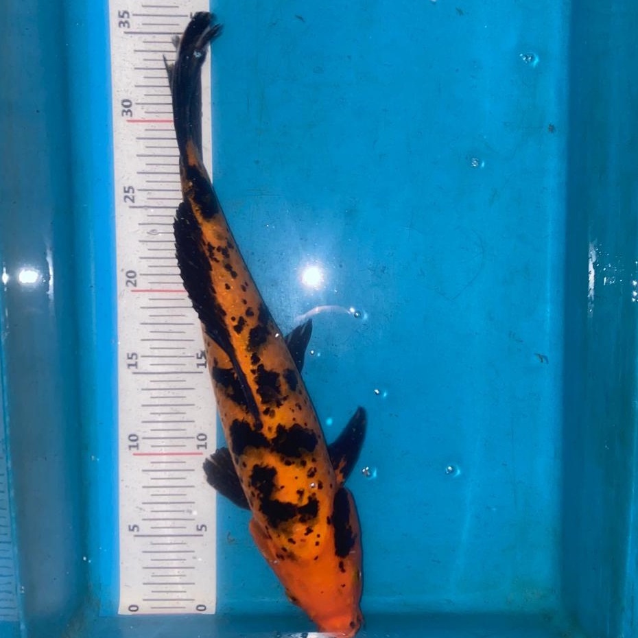 IKAN KOI UTSURI Blitar 26-30cm Grade A+