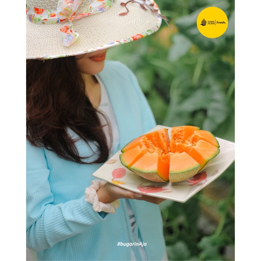 Benih Bibit Biji - Melon Ceria F1 Hibrida Sweet Rock Melon Orange Melon Jingga Manis Seeds - Panen Dalam 70 Hari